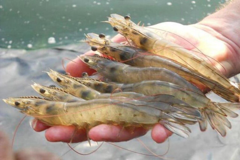Umpan Ikan Laut
