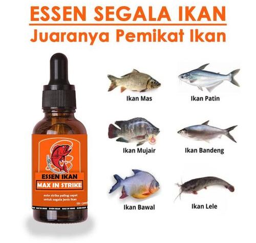 Umpan Ikan Mas